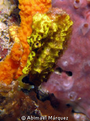 Seahorse, Saba Island by Abimael Márquez 